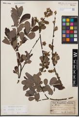 Foto von Salix cinerea L.